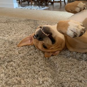 Meet your Posher, Abby